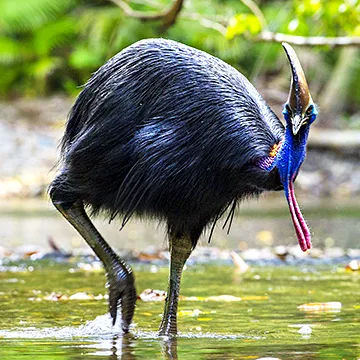 All About Cassowaries